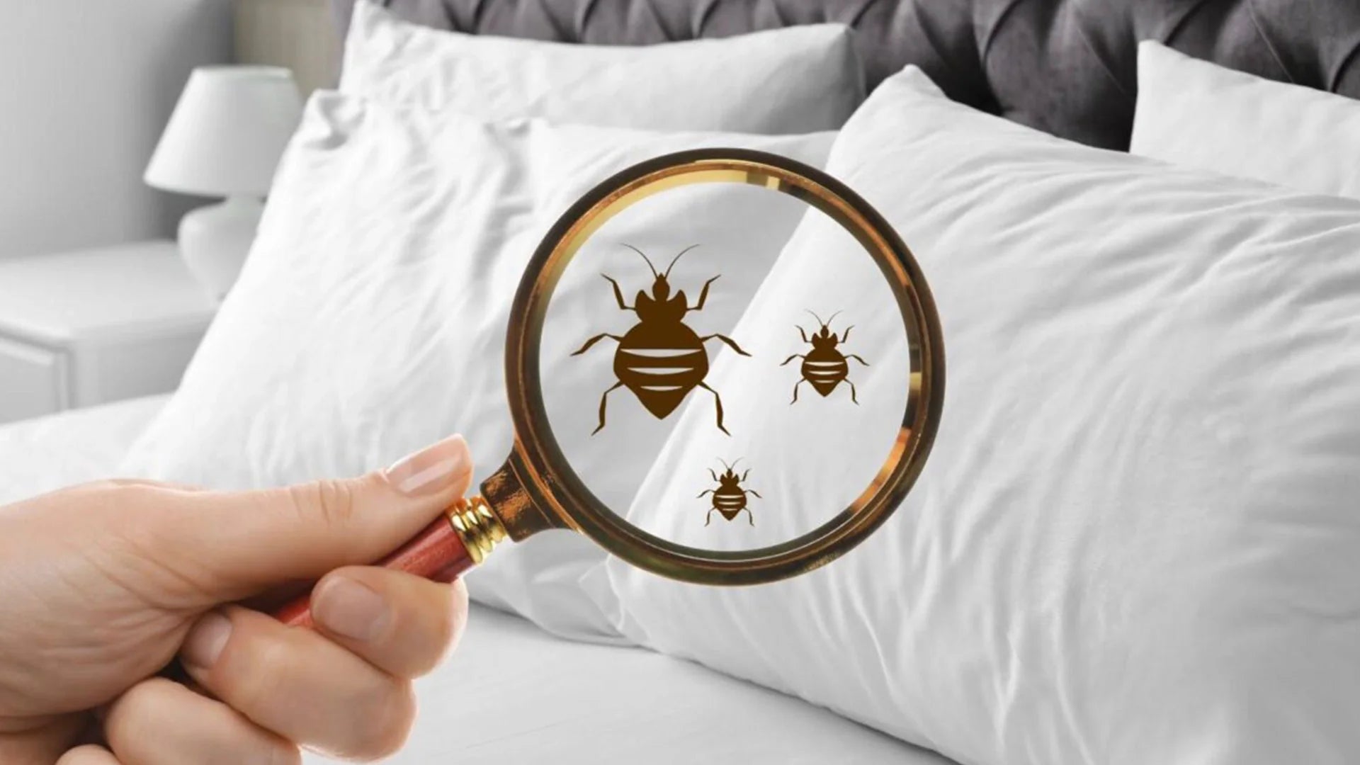 UNAR Bed Bugs in Hotels: The Unwanted Guest You Never Want in a Bed